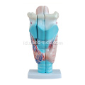 Model Larynx Manusia yang Terbesar